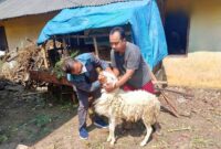 Pemeriksaan Hewan Ternak Oleh Petugas. ( Septian Bayu/magetan).