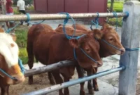 Pasar Hewan Maospati.