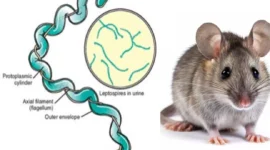 Leptospirosis.