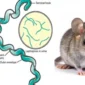 Leptospirosis.