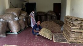 Petani tembakau di Pacitan. ( Apriyanto/Pacitan).