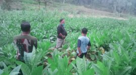 Sartono, ketua APTI dan petani tembakau saat di lahan tembakau.
