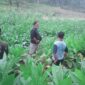 Sartono, ketua APTI dan petani tembakau saat di lahan tembakau.
