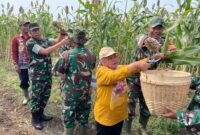 Panen Perdana Tanaman Pangan Sorgum Di Desa Botok, Kecamatan Karas. 