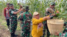 Panen Perdana Tanaman Pangan Sorgum Di Desa Botok, Kecamatan Karas. 