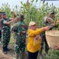 Panen Perdana Tanaman Pangan Sorgum Di Desa Botok, Kecamatan Karas. 