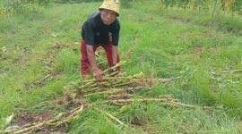 Buruh Tani Tembakau Warga Kabupaten Pacitan Bariyanto.  
