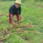 Buruh Tani Tembakau Warga Kabupaten Pacitan Bariyanto.  