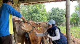 Pemberian Vaksinasi Sapi  Di Magetan.
