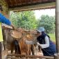 Pemberian Vaksinasi Sapi  Di Magetan.