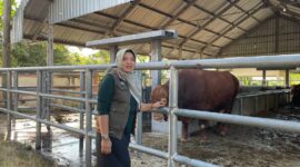Kepala Disnakkan Magetan drh. Nur Haryani  dan Sapi Kurban Bantuan Presiden Prabowo Subianto. 
