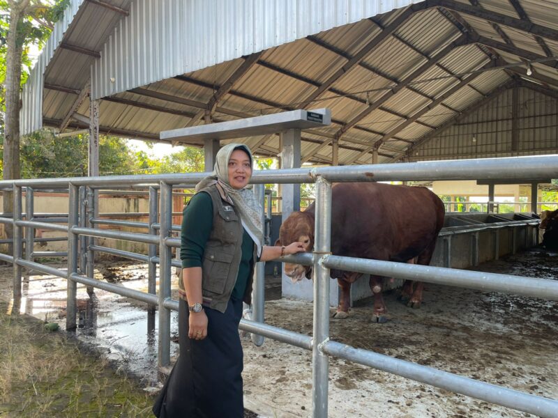 Kepala Disnakkan Magetan drh. Nur Haryani  dan Sapi Kurban Bantuan Presiden Prabowo Subianto. 