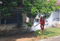 Proses Pengasapan Sarang Nyamuk. 