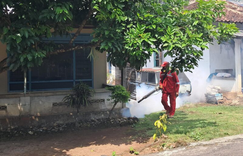 Proses Pengasapan Sarang Nyamuk. 