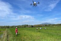 Penyemprotan Obat Pembasmi Hama Wereng. ( Memorandum/jkn). 