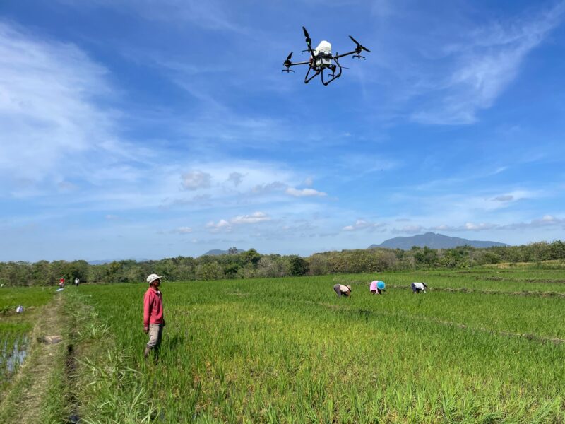 Penyemprotan Obat Pembasmi Hama Wereng. ( Memorandum/jkn). 