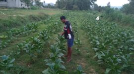 Handoko, petani tembakau di Pacitan