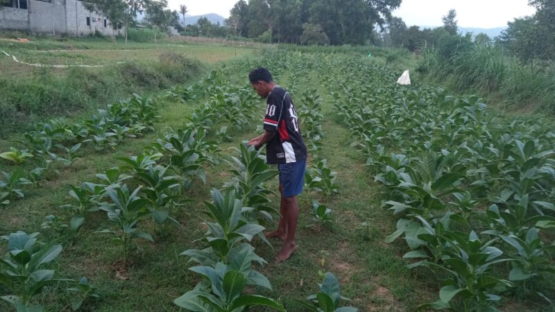 Handoko, petani tembakau di Pacitan