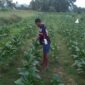 Handoko, petani tembakau di Pacitan