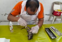 Pelatihan pembedahan tubuh tikus.