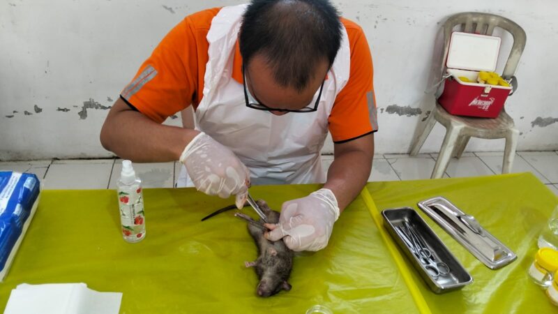 Pelatihan pembedahan tubuh tikus.