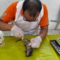 Pelatihan pembedahan tubuh tikus.