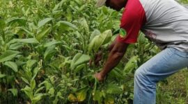 Petani Tembakau Kab Blitar Dapat Dukungan Alokasi Dana DBHCHT