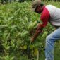 Petani Tembakau Kab Blitar Dapat Dukungan Alokasi Dana DBHCHT