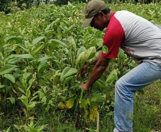 Petani Tembakau Kab Blitar Dapat Dukungan Alokasi Dana DBHCHT