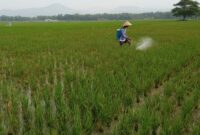 Petani saat melakukan penyemprotan tanaman padi