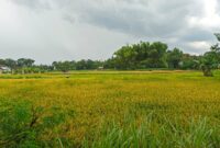 Area Persawahan di Kabupaten Magetan. 
