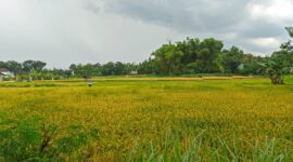 Area Persawahan di Kabupaten Magetan. 

