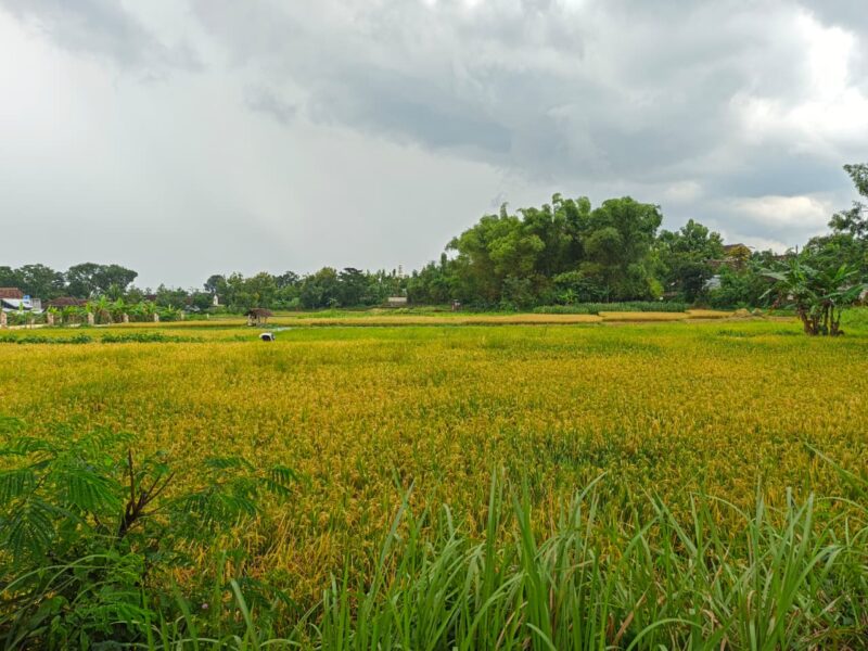 Area Persawahan di Kabupaten Magetan. 
