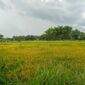 Area Persawahan di Kabupaten Magetan. 
