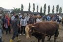  Komisi B DPRD Magetan Memantau Langsung Hewan Ternak Sapi Di Pasar Hewan Plaosan.