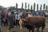 Komisi B DPRD Magetan Memantau Langsung Hewan Ternak Sapi Di Pasar Hewan Plaosan.