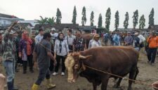 Komisi B DPRD Magetan Memantau Langsung Hewan Ternak Sapi Di Pasar Hewan Plaosan.