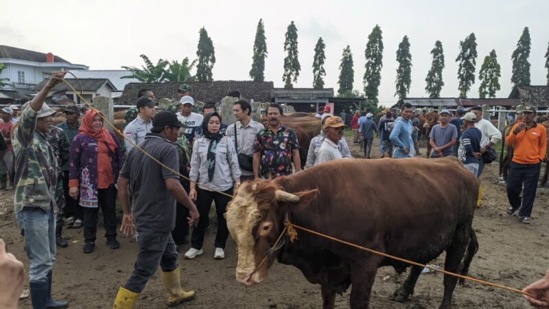  Komisi B DPRD Magetan Memantau Langsung Hewan Ternak Sapi Di Pasar Hewan Plaosan.