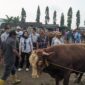  Komisi B DPRD Magetan Memantau Langsung Hewan Ternak Sapi Di Pasar Hewan Plaosan.