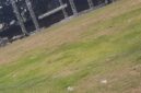 Kondisi rumput Stadion Betoro Katong yang disebut rusak lantaran layu pasca konser Jos Jis Fest. 