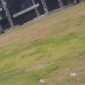 Kondisi rumput Stadion Betoro Katong yang disebut rusak lantaran layu pasca konser Jos Jis Fest. 