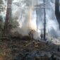Pemadaman Kebakaran di Kawasan Hutan Perhutani Petak 72 D KPH Sarangan BKPH Lawu Selatan.