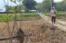 Lahan Pertanian Di Kabupaten Magetan.