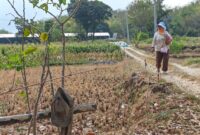Lahan Pertanian Di Kabupaten Magetan.