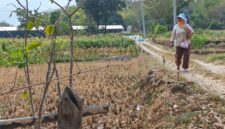 Lahan Pertanian Di Kabupaten Magetan.