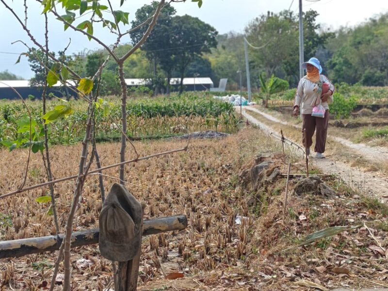 Lahan Pertanian Di Kabupaten Magetan.