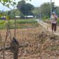 Lahan Pertanian Di Kabupaten Magetan.